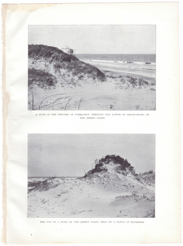 SAND DUNES ON JERSEY SHORE